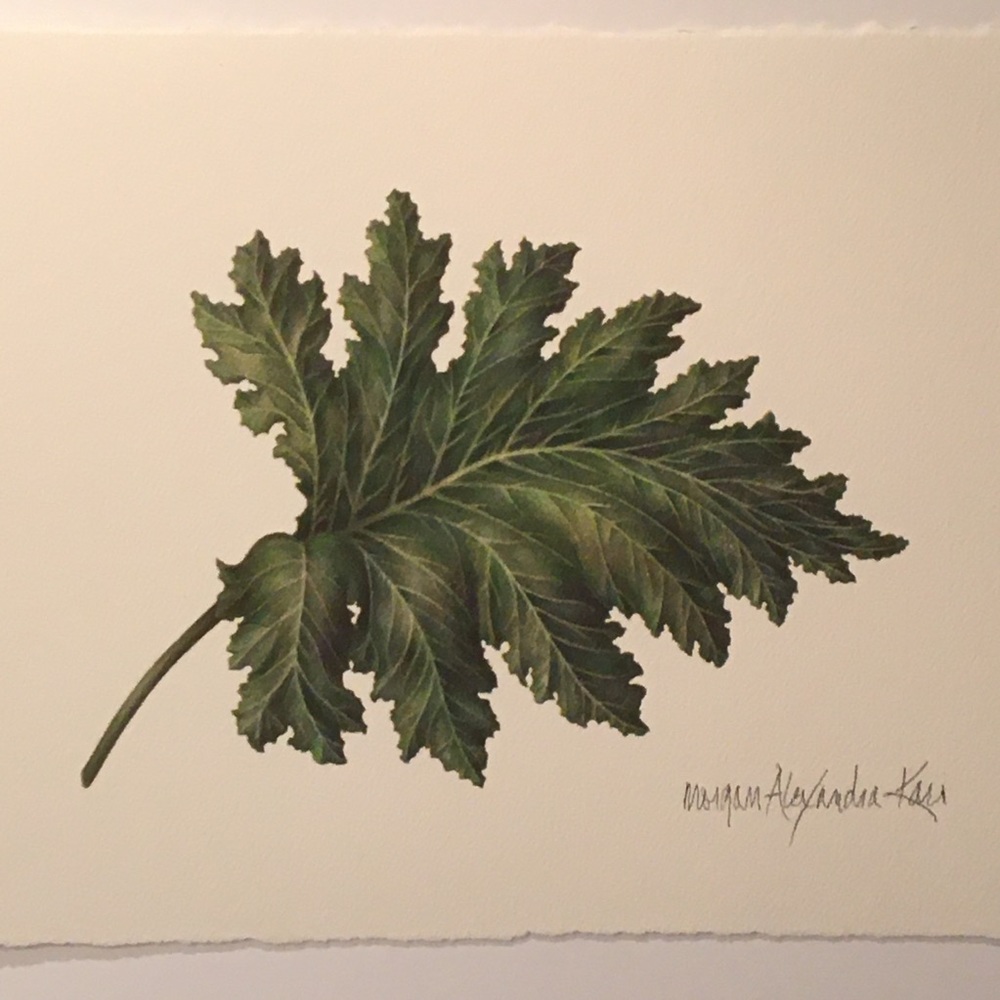 ACANTHUS LEAF Giclee print on premium paper
